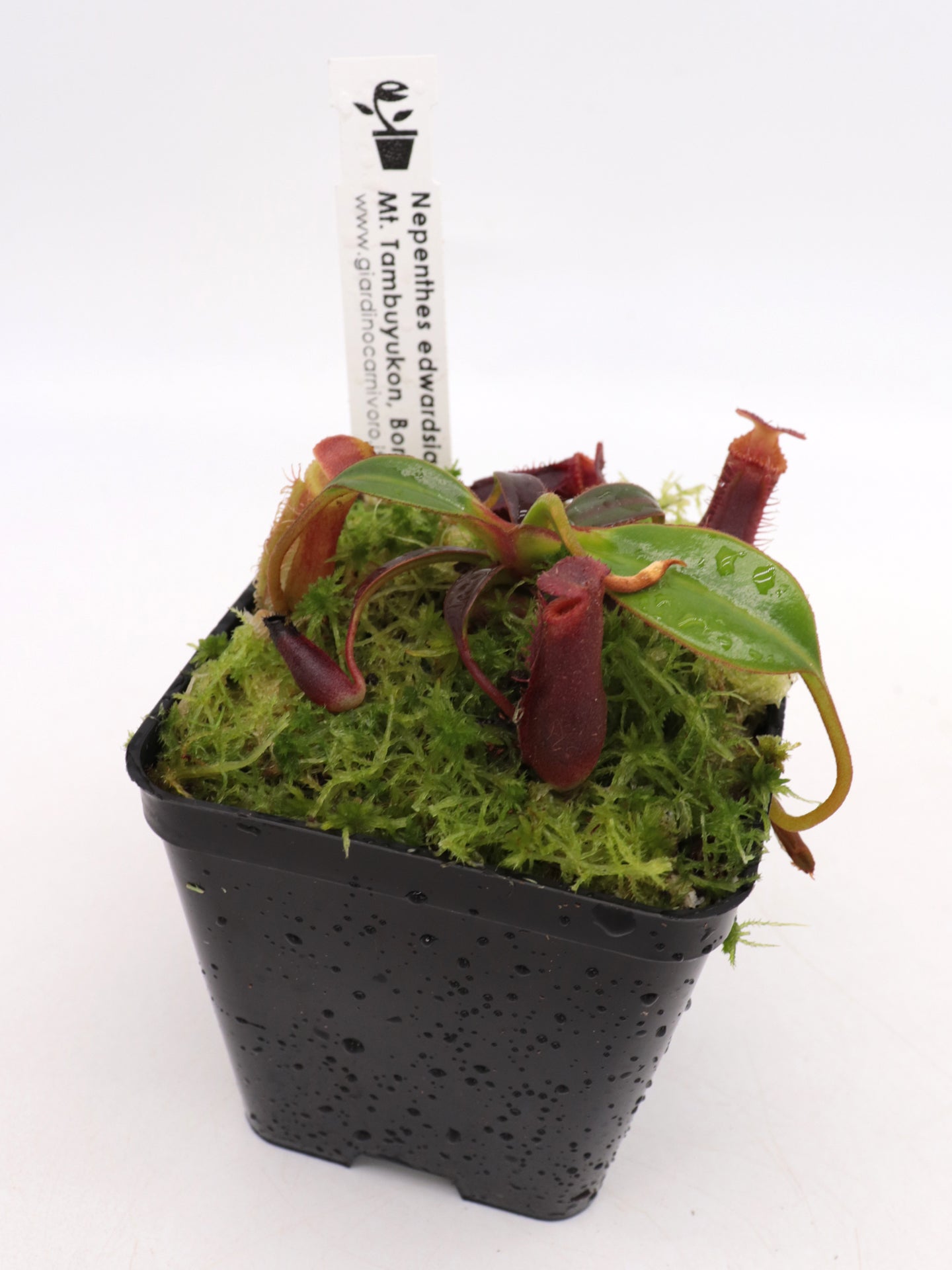 Nepenthes edwardsiana Mount Tambuyukon