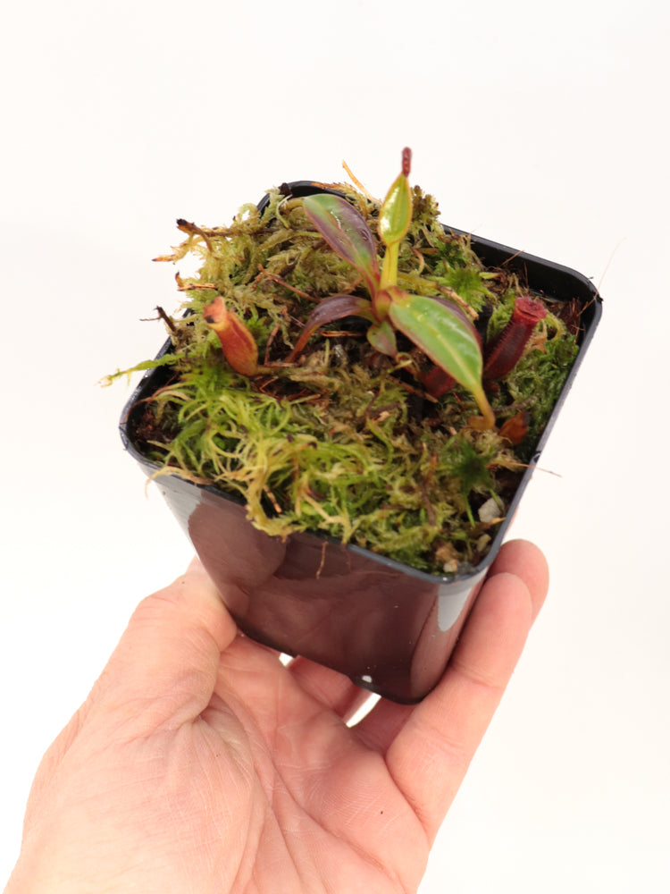 Nepenthes edwardsiana Mount Tambuyukon