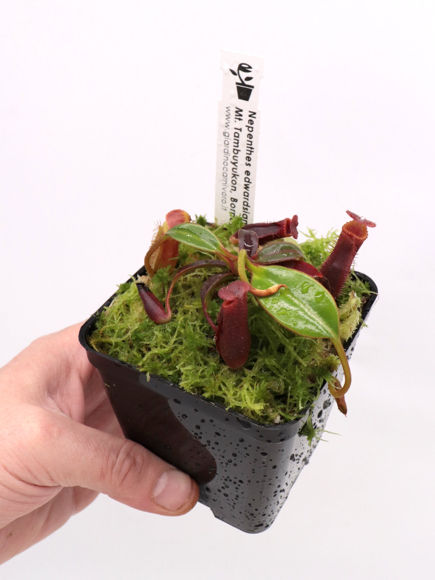 Nepenthes edwardsiana Mount Tambuyukon
