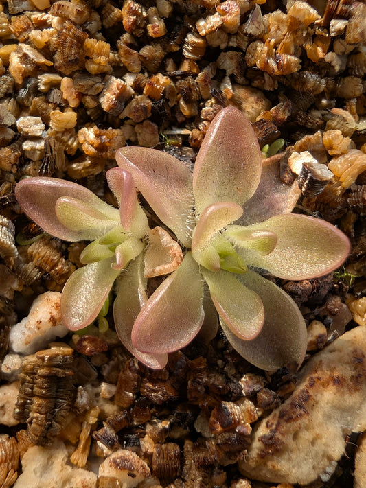 Pinguicula ehlersiae x immaculata