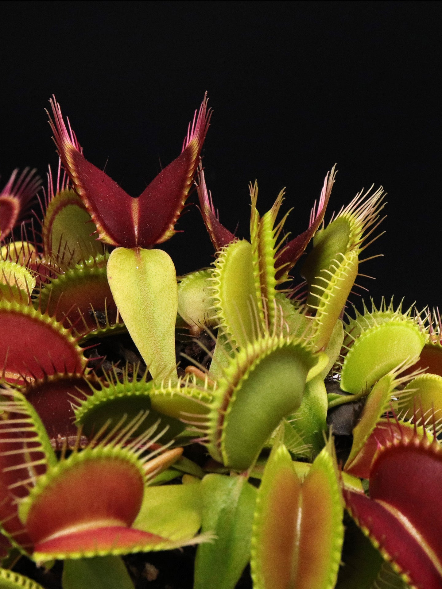 Dionaea muscipula Eire Giant