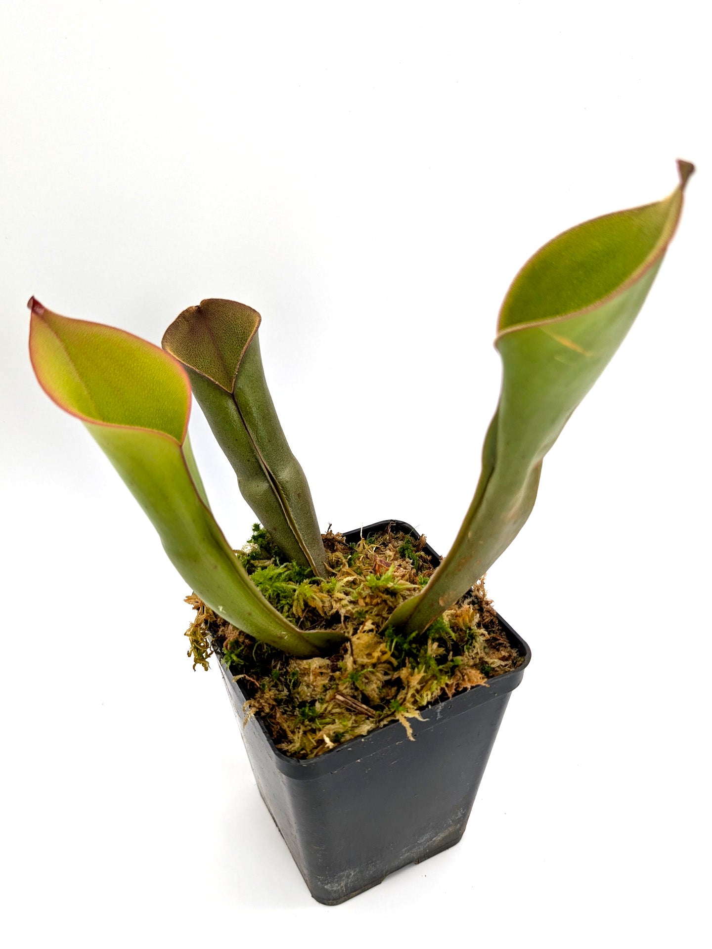 Heliamphora 'Electrum'