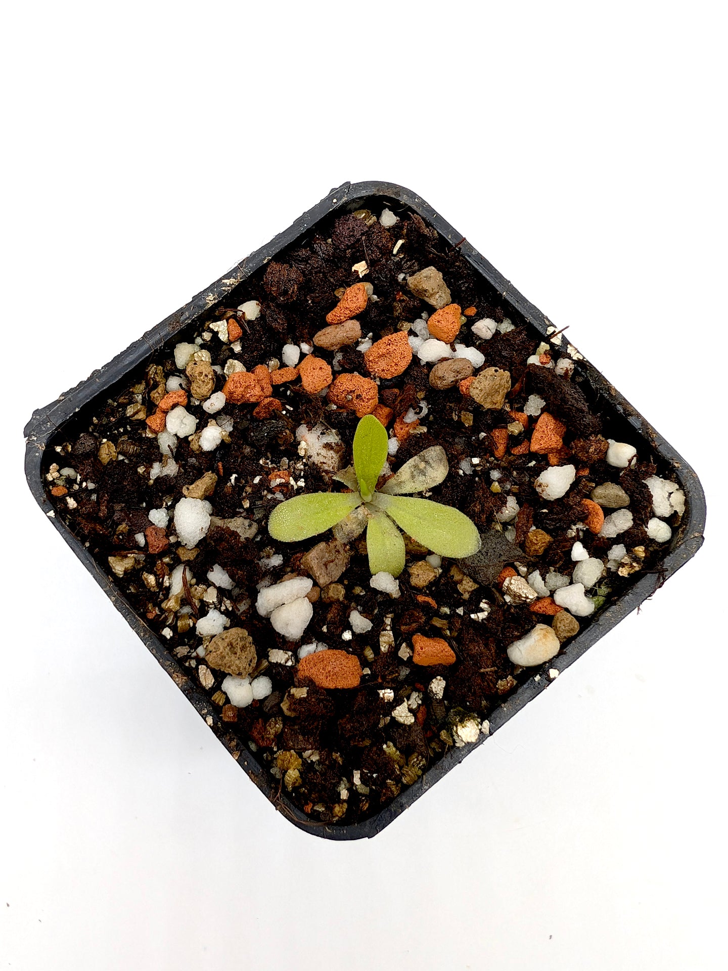 Pinguicula elizabethiae Toliman Canyon, Hidalgo state, Mexico