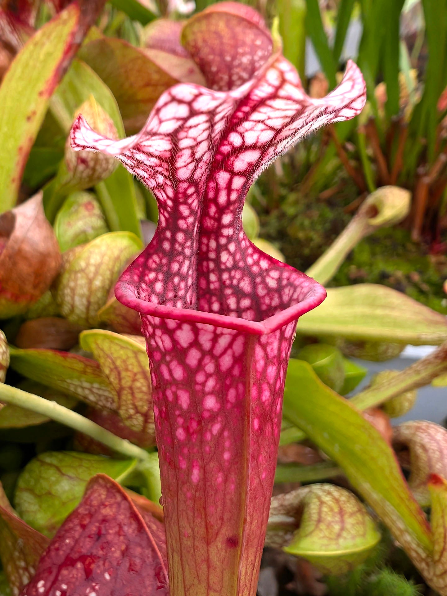 Sarracenia 'Ellie Wang'