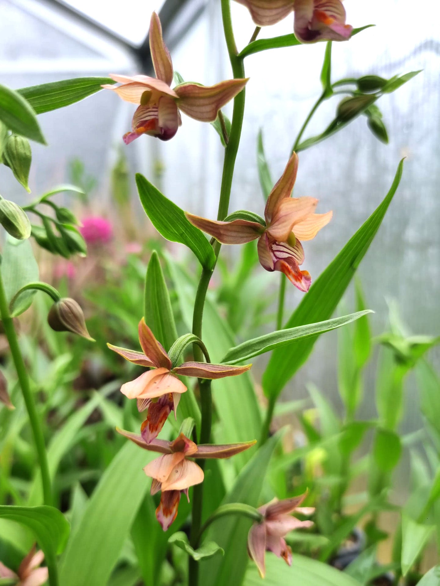 Epipactis sabine