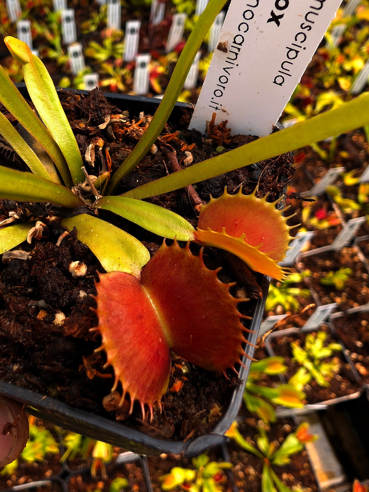 Dionaea muscipula CK Equinox