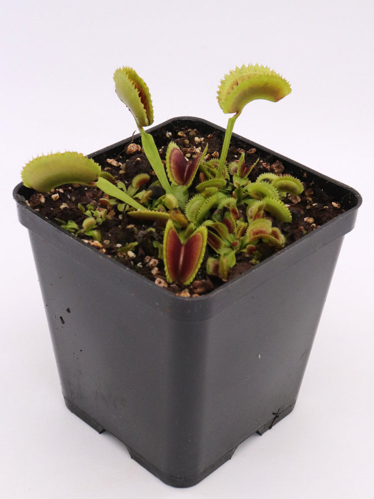 Dionaea muscipula Erected Sawtooth
