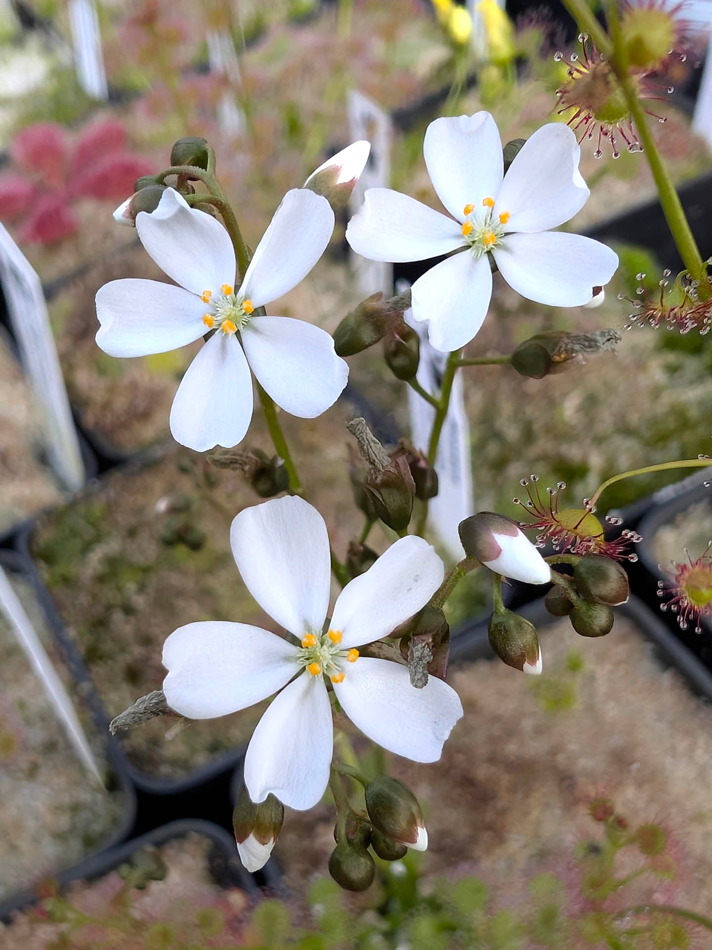 Drosera macrantha subsp. eremaea