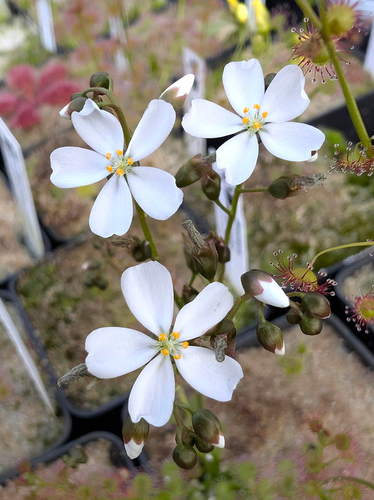 Drosera macrantha subsp. eremaea "Pale Form"