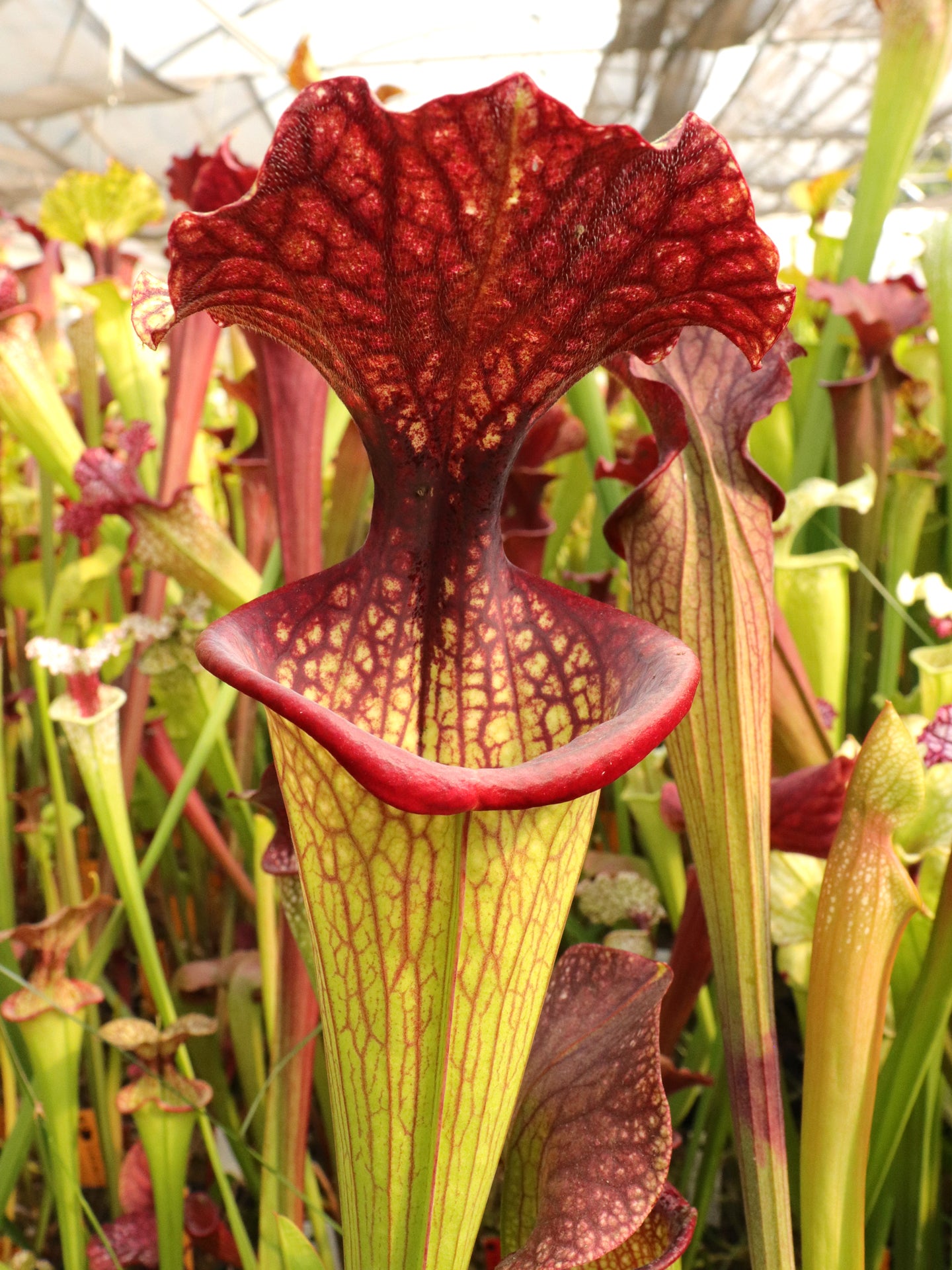 Sarracenia x moorei ' Esme Cowlard ' H192 MK