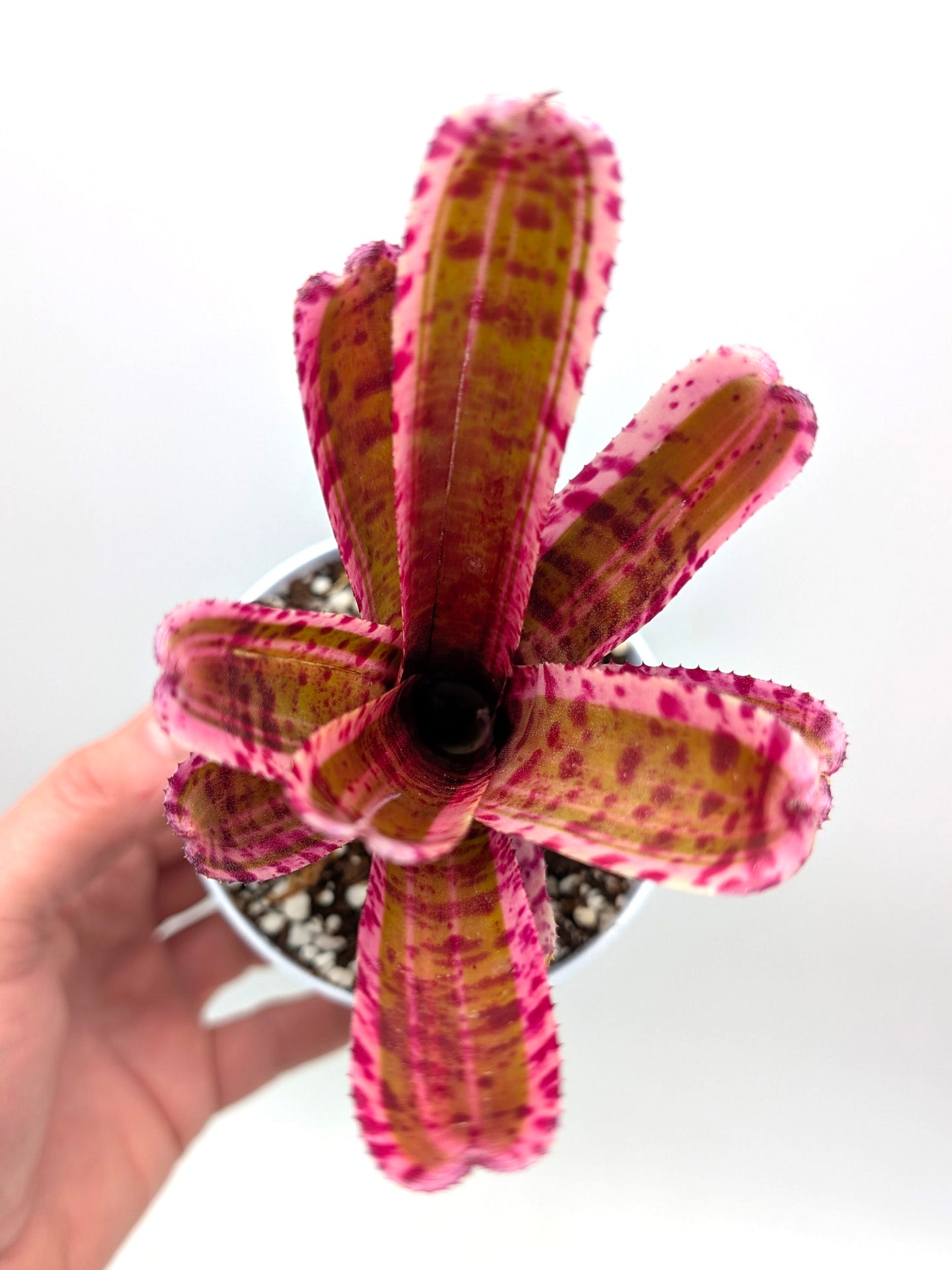 Neoregelia Esperanza