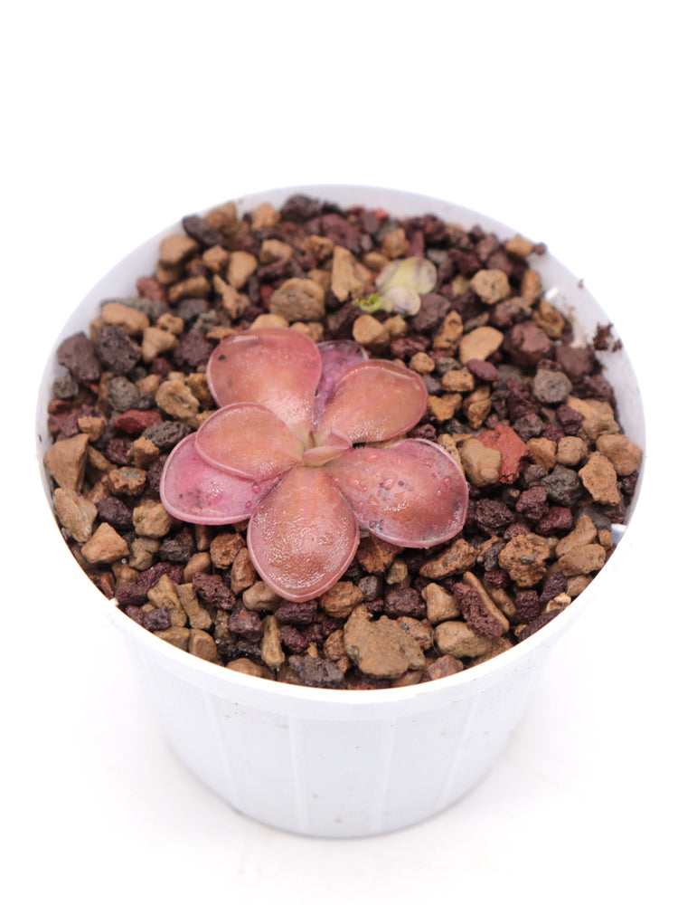 Pinguicula esseriana "Black leaf" x potosiensis "Red leaves"
