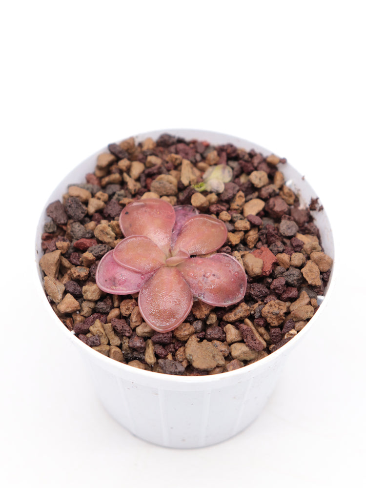 Pinguicula esseriana "Black leaf" x potosiensis "Red leaves"
