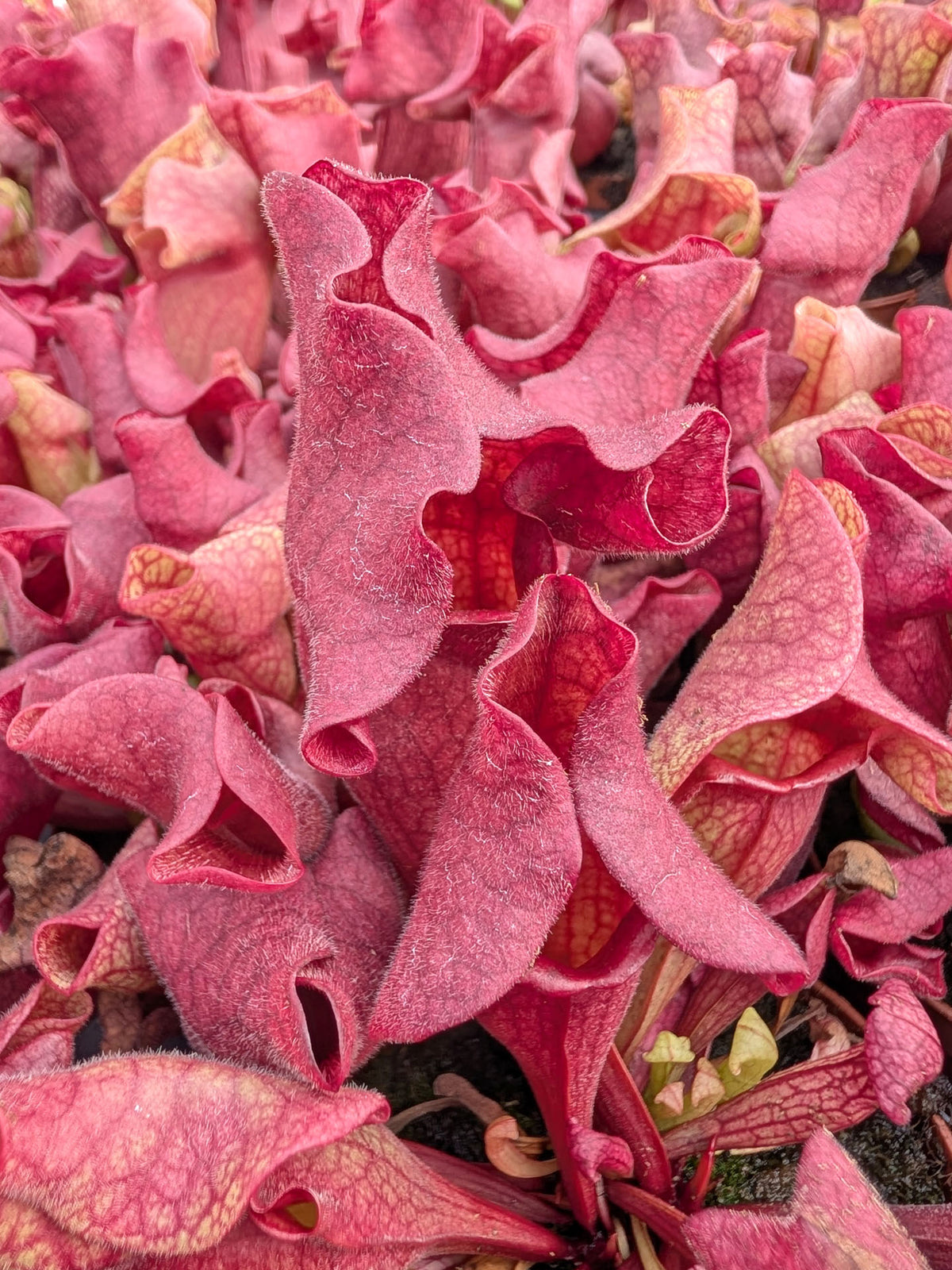 Sarracenia 'Ewelina'