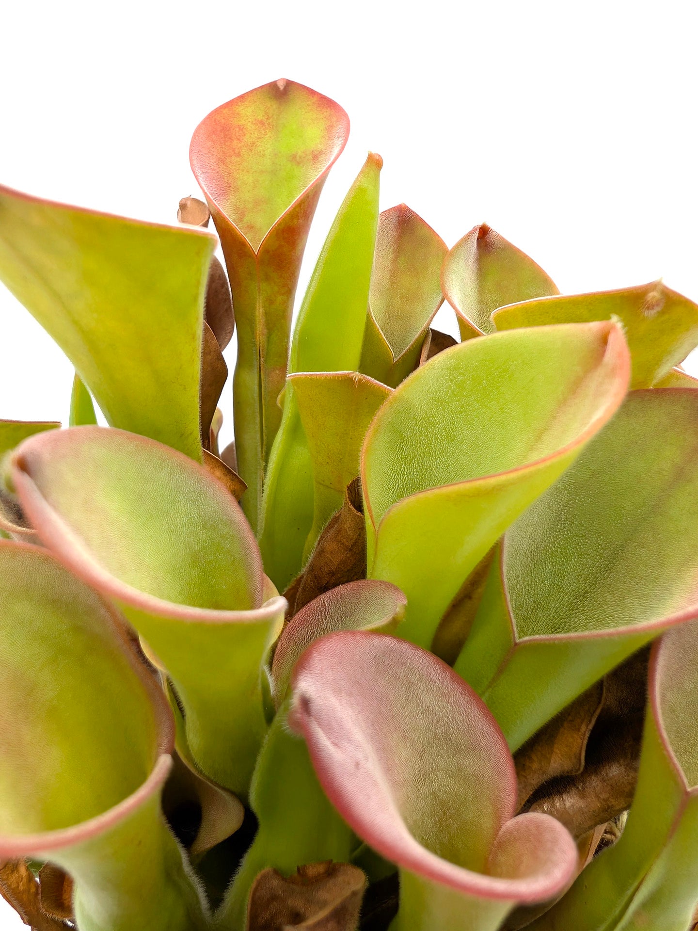 Heliamphora exappendiculata Apacapa Tepui
