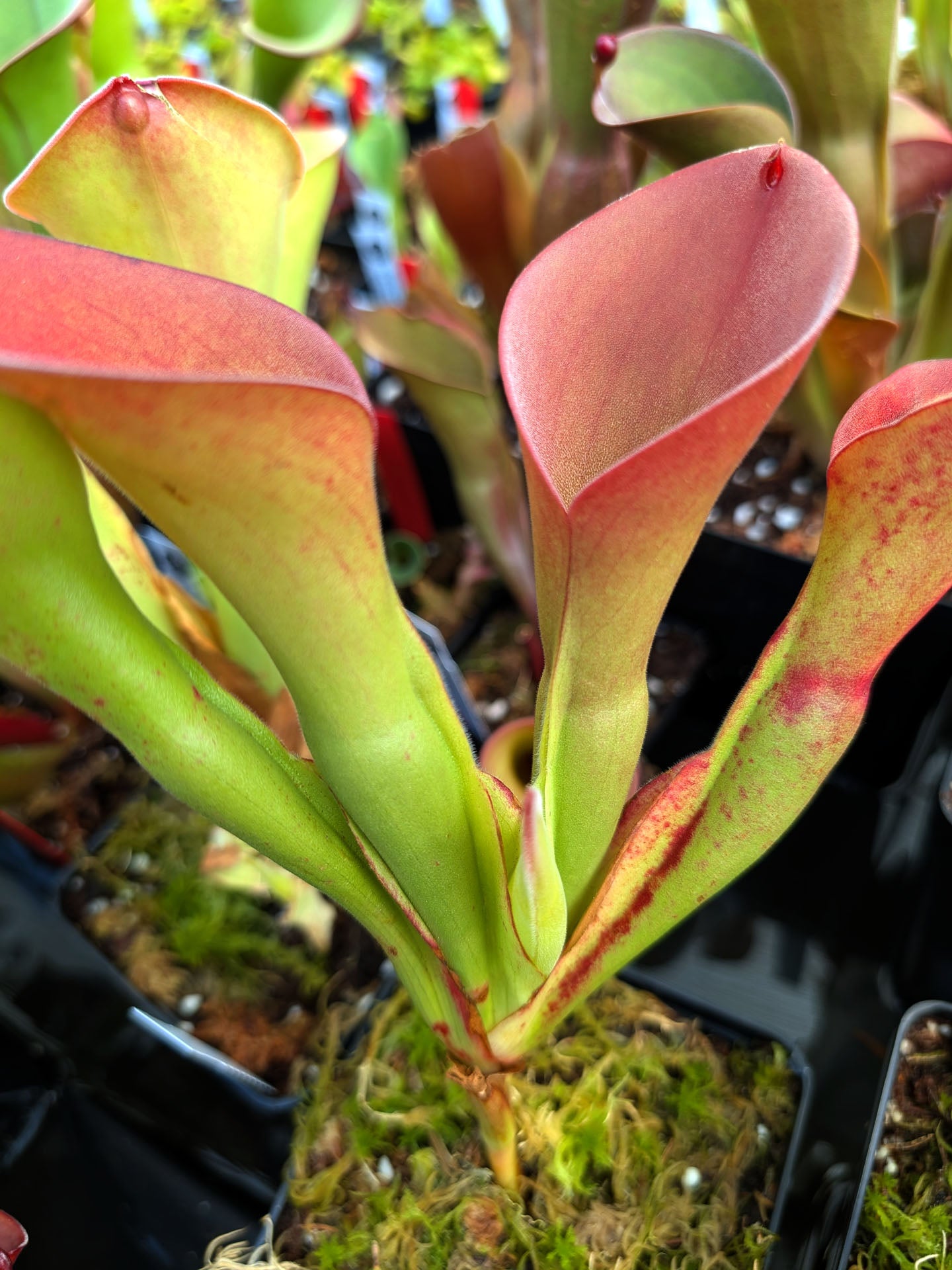 Heliamphora exappendiculata Aprada Tepui