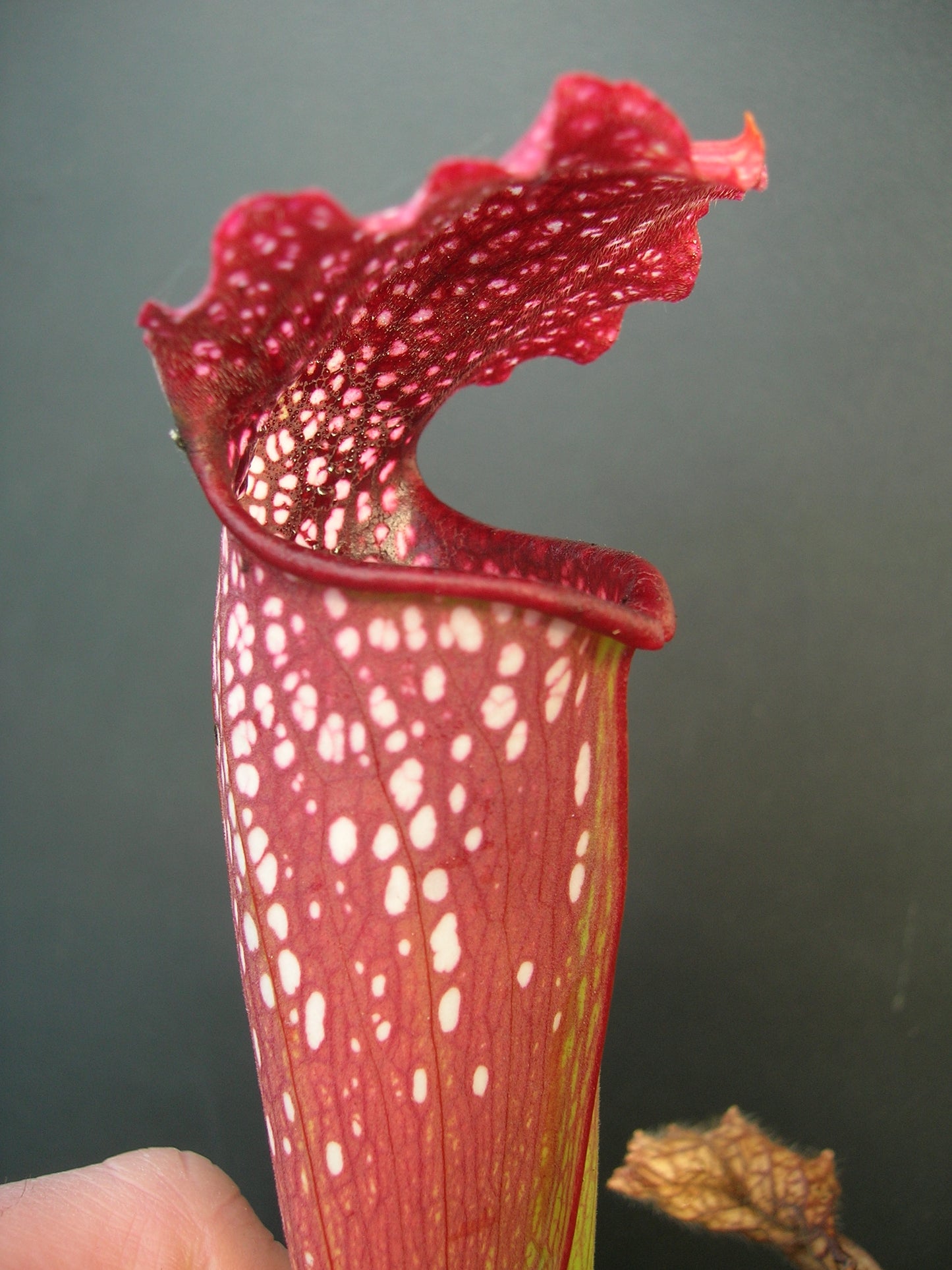 Sarracenia x excellens Marsure clone