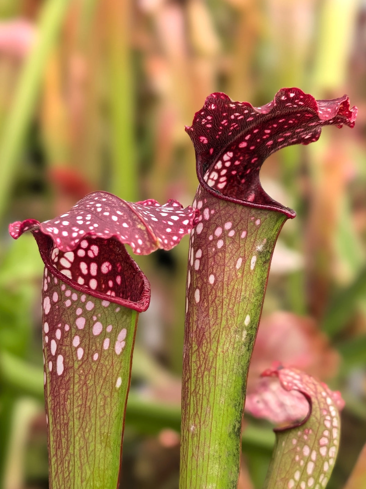 Sarracenia x "Excellens" Fabio D'Alessi