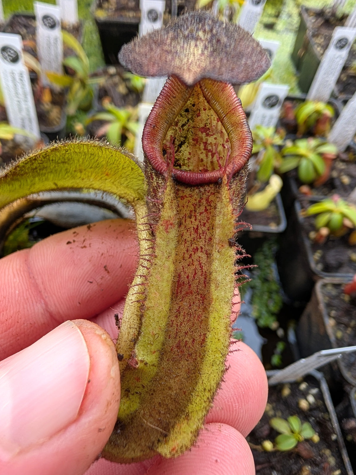 Nepenthes eymae Gunung Tambusisi, Sulawesi, Indonesia