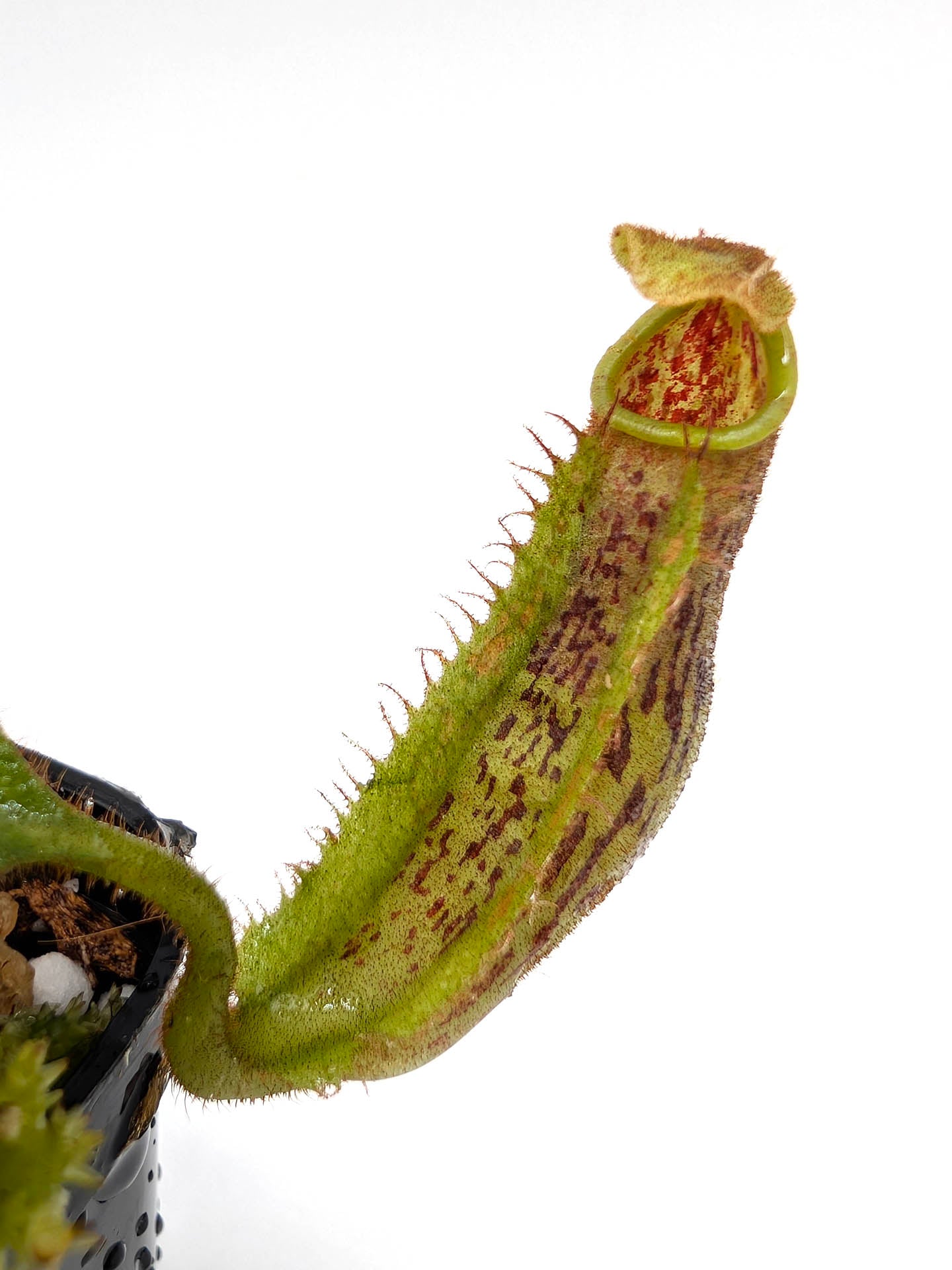 Nepenthes eymae x tenuis