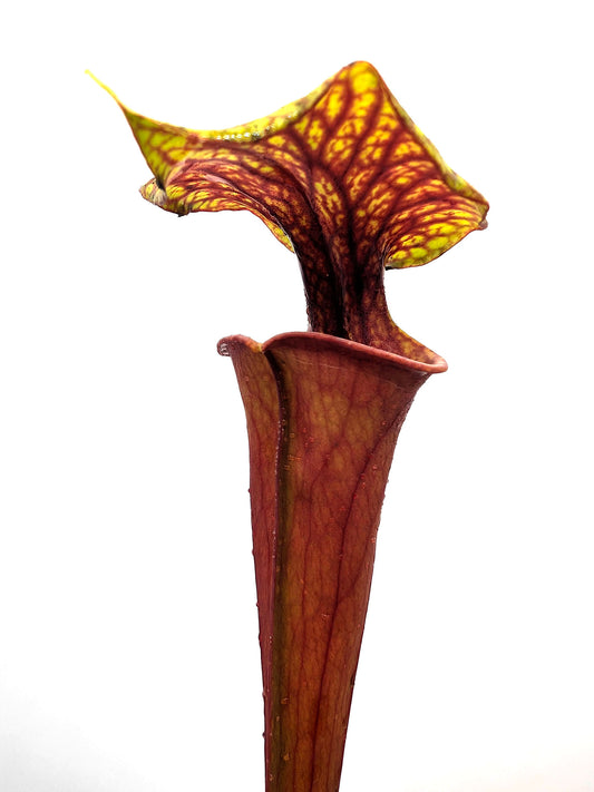 Sarracenia flava var. rubricorpora F151 MK "Red Dragon"