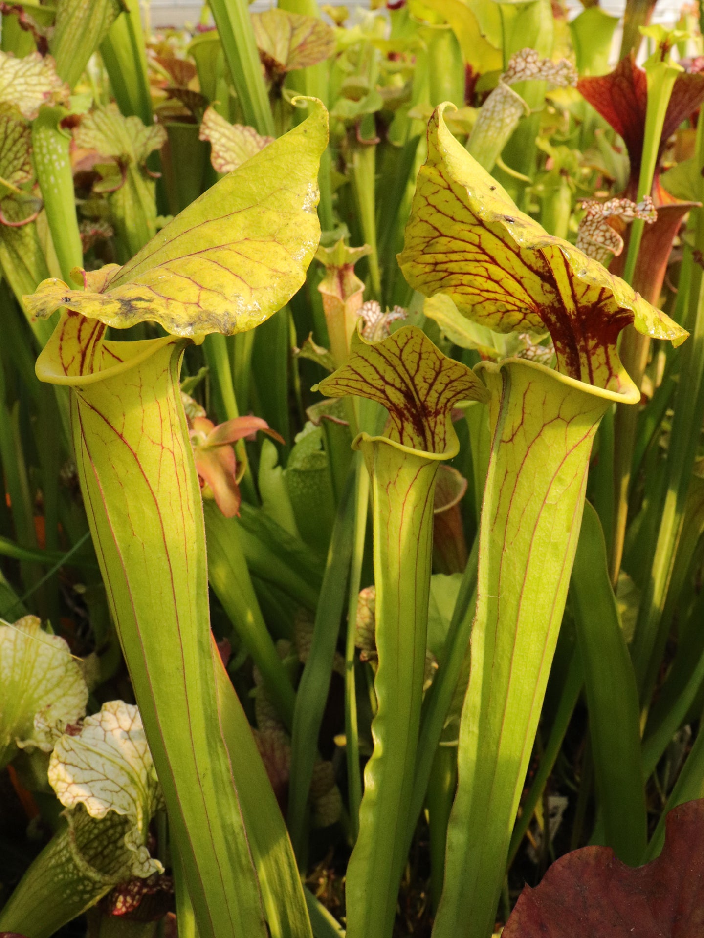 Sarracenia flava var. ornata F171B MK Sandy Creek Rd