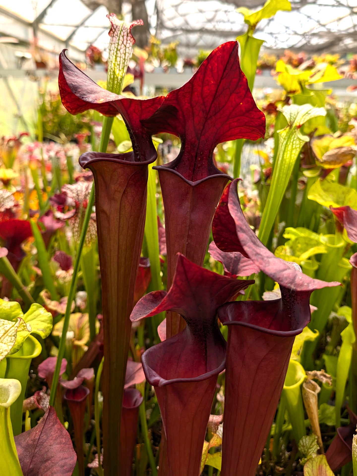F1 GC  Sarracenia flava var. atropurpurea "Black Velvet Mouth"