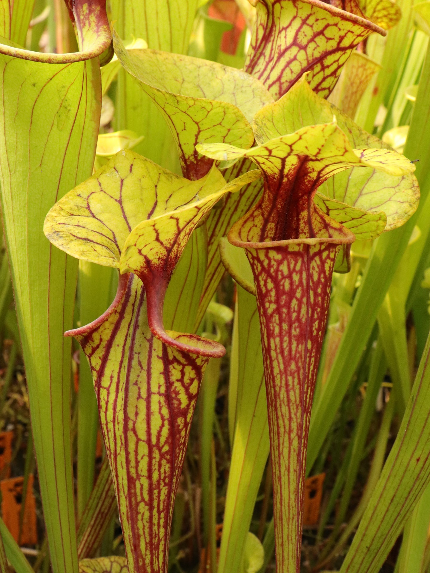 Sarracenia flava var. ornata F208 MK