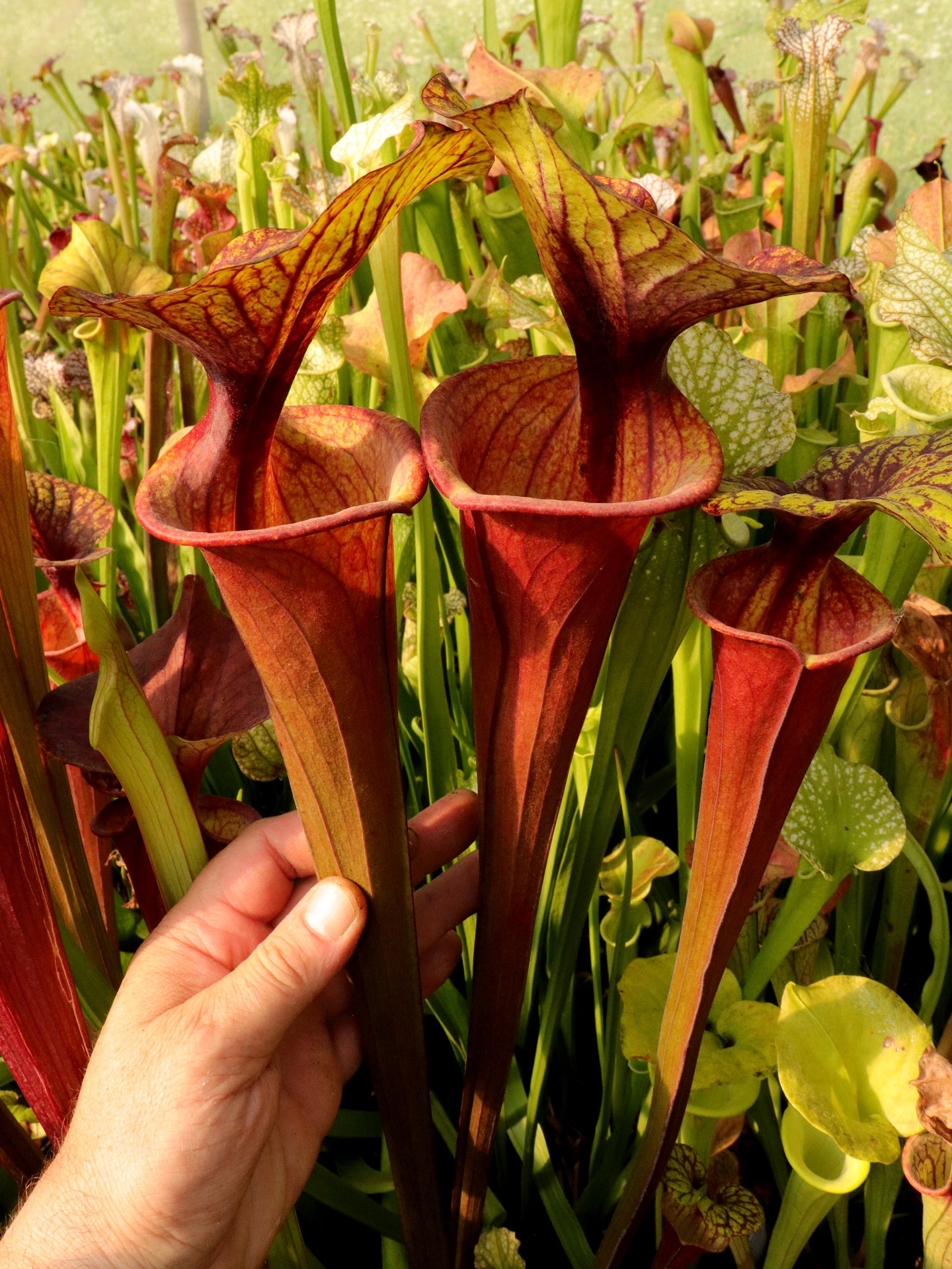 Sarracenia flava var. rubricorpora F20 MK Giant red tube, Apalachicola