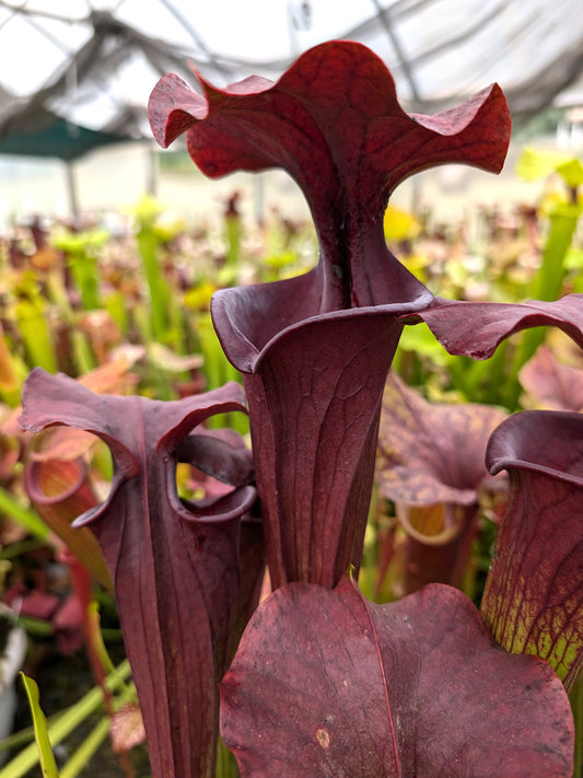 Sarracenia flava var. atropurpurea  F28P  Srba