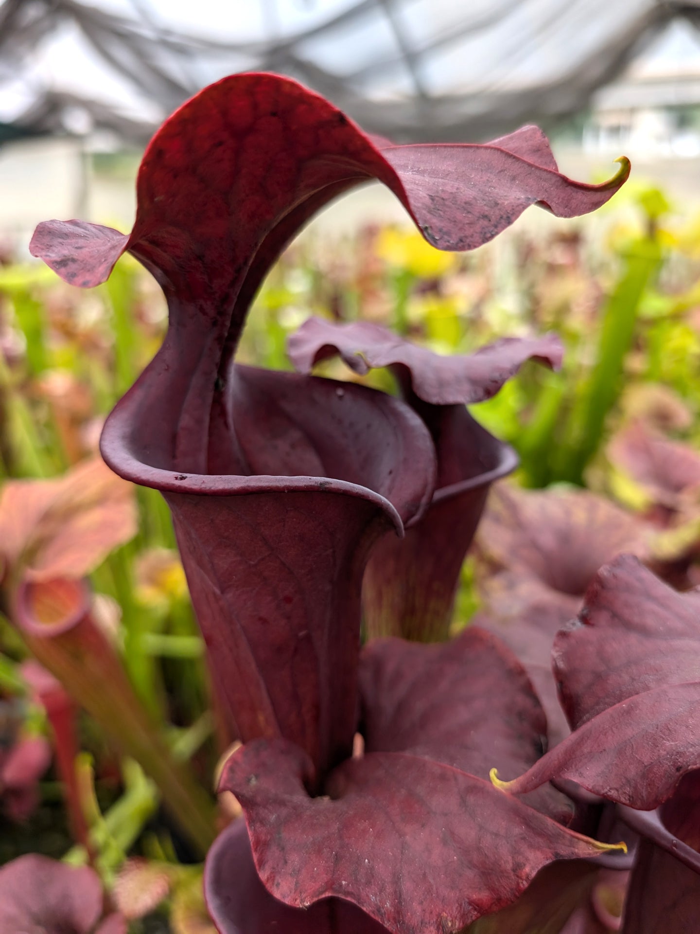 Sarracenia flava var. atropurpurea  F28P  Srba