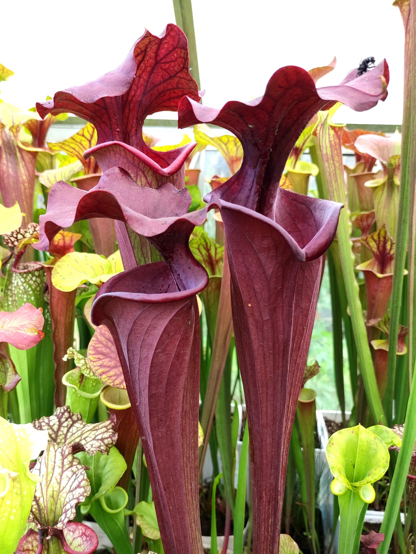 Sarracenia flava var. atropurpurea  F28 O  Srba