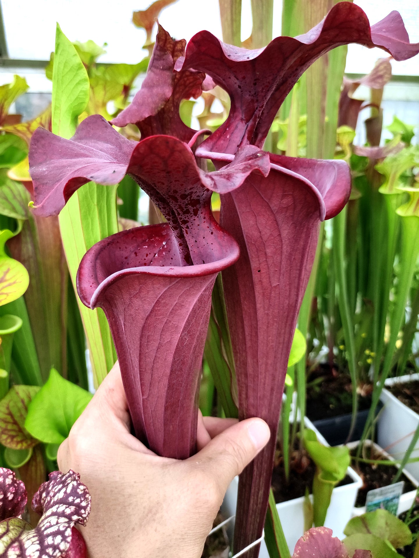 Sarracenia flava var. atropurpurea  F28 O  Srba