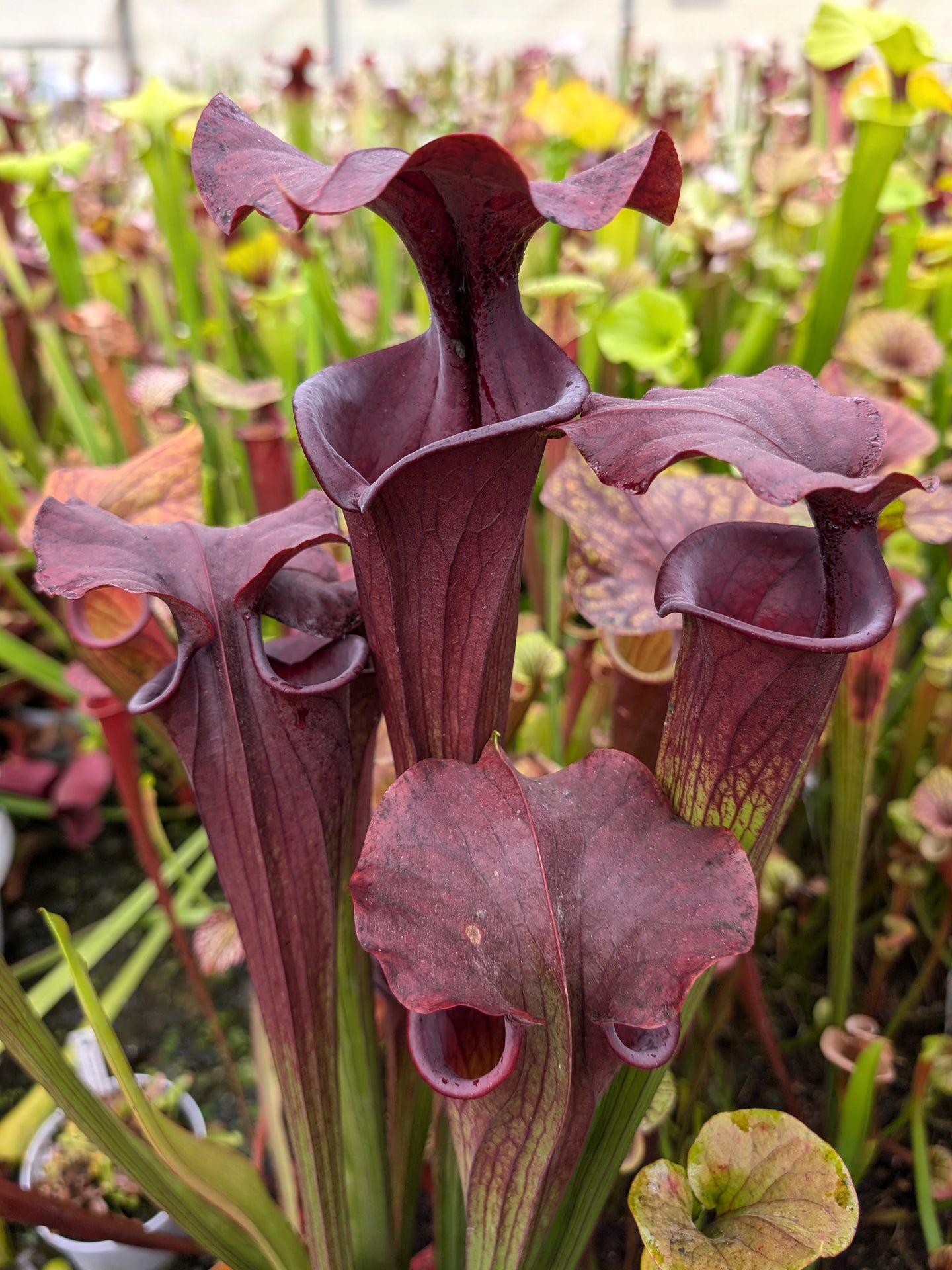 Sarracenia flava var. atropurpurea  F28P  Srba