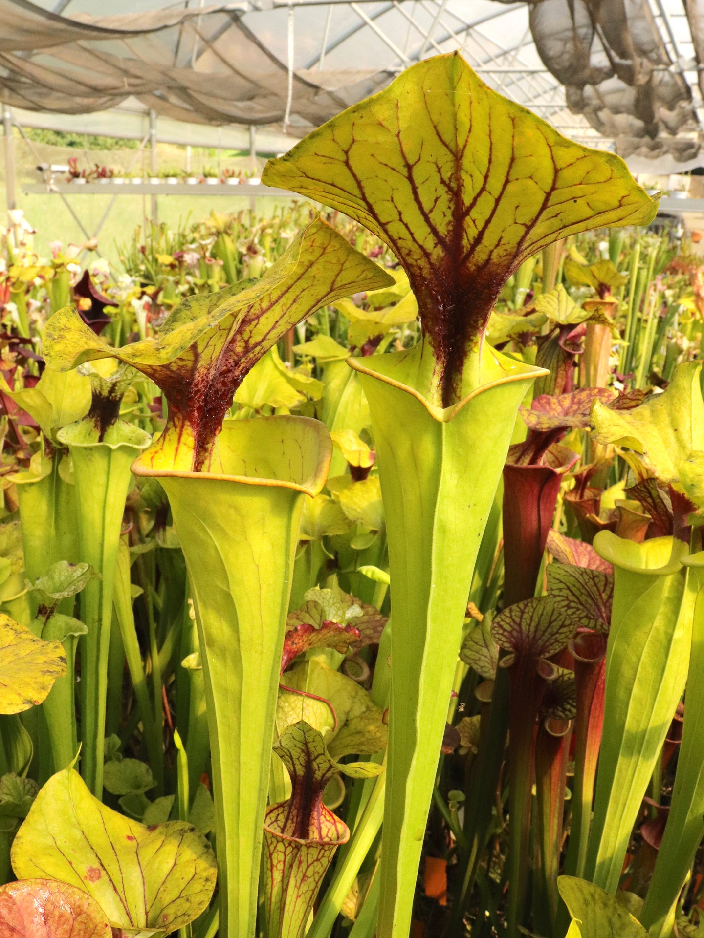 Sarracenia flava var. flava F35 O M.Soper MK Green Swamp NC