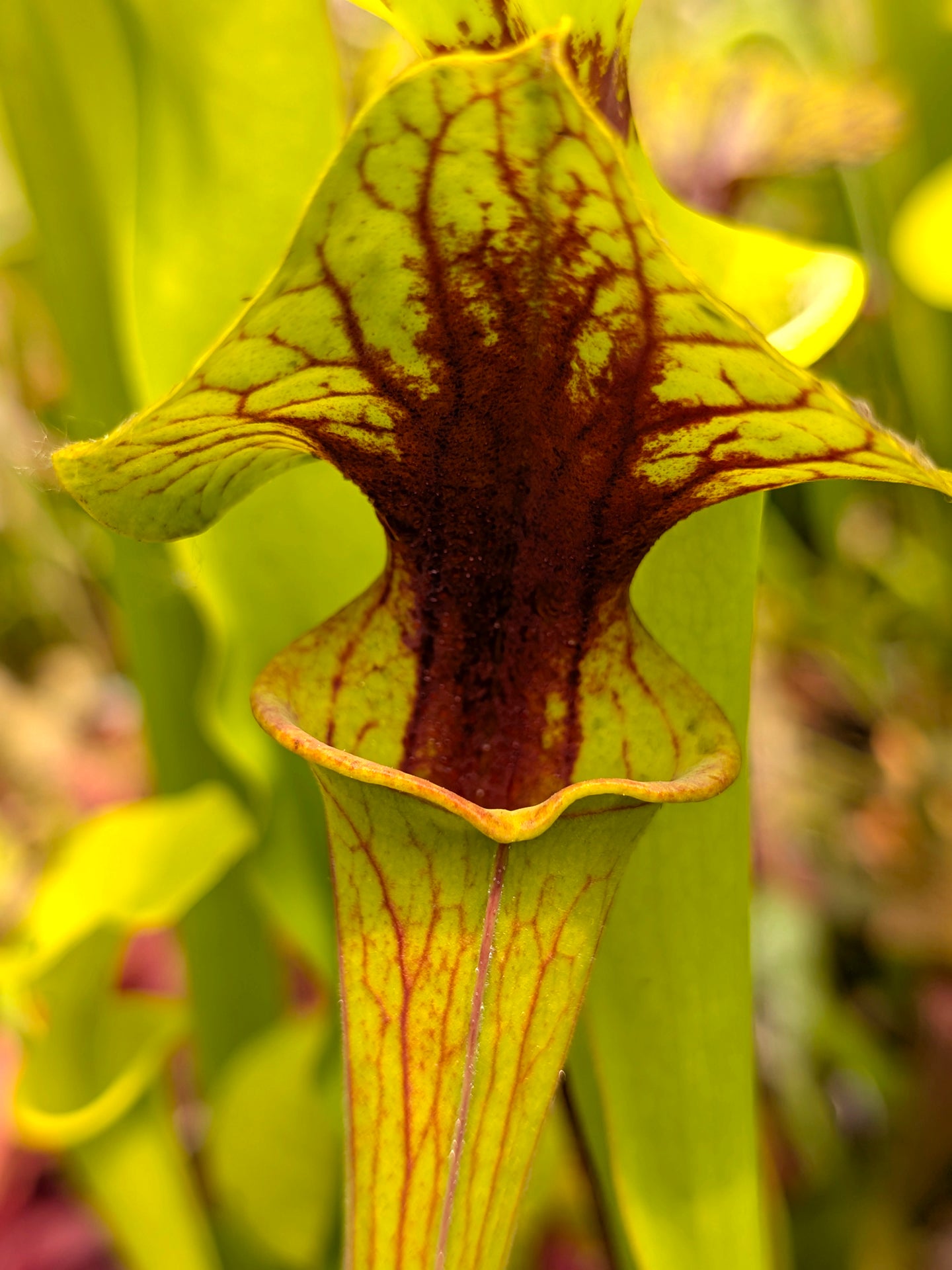 Sarracenia flava var. ornata "Very strong throat patch" Wewahitcka Fl. F39 MK