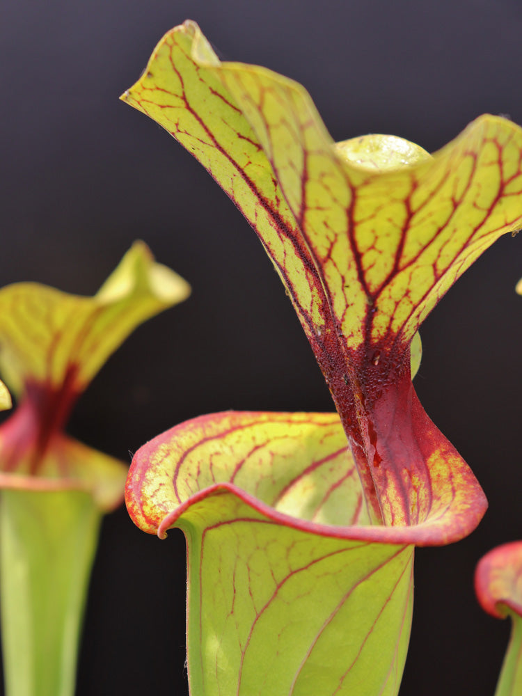 Sarracenia flava var. ornata F67/4 PW Red Throat and nectar roll, Apalachicola N.P.