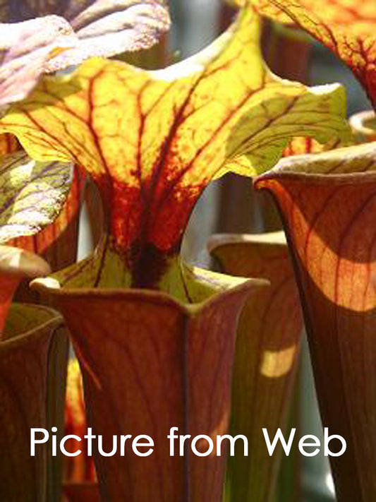 Sarracenia flava var. rubricorpora  F97 MK Giant red tube, Apalachicola National Forest, FL