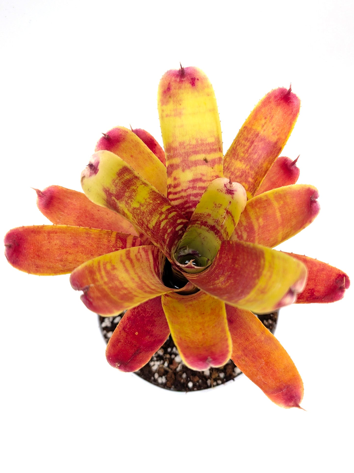 Neoregelia Fishnet