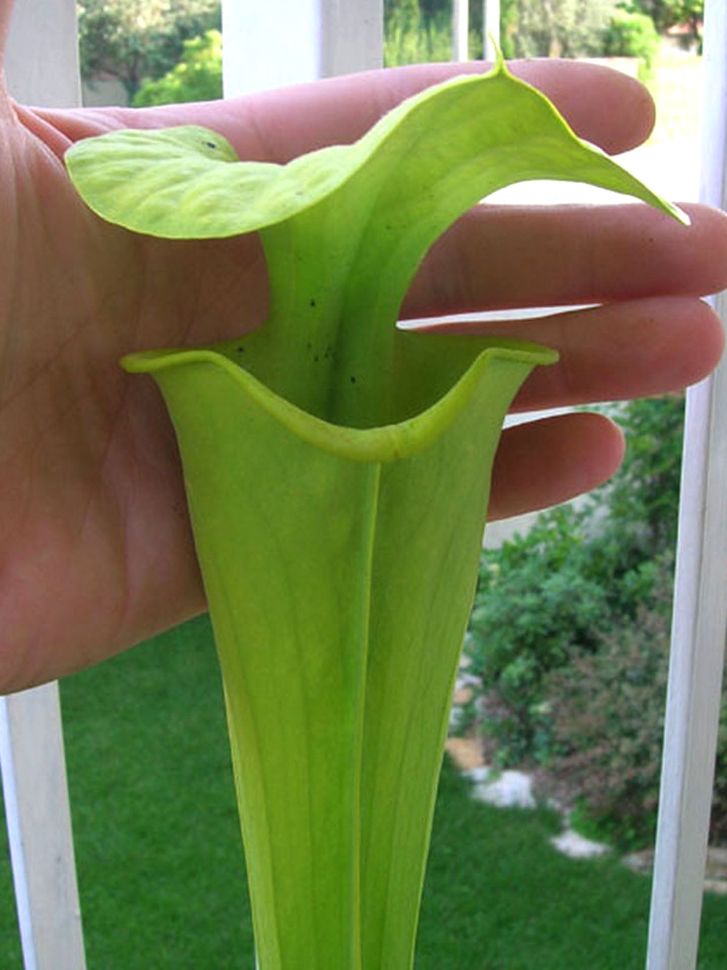 Sarracenia flava var. maxima "Tall yellowish green pitchers" FL17 RVL