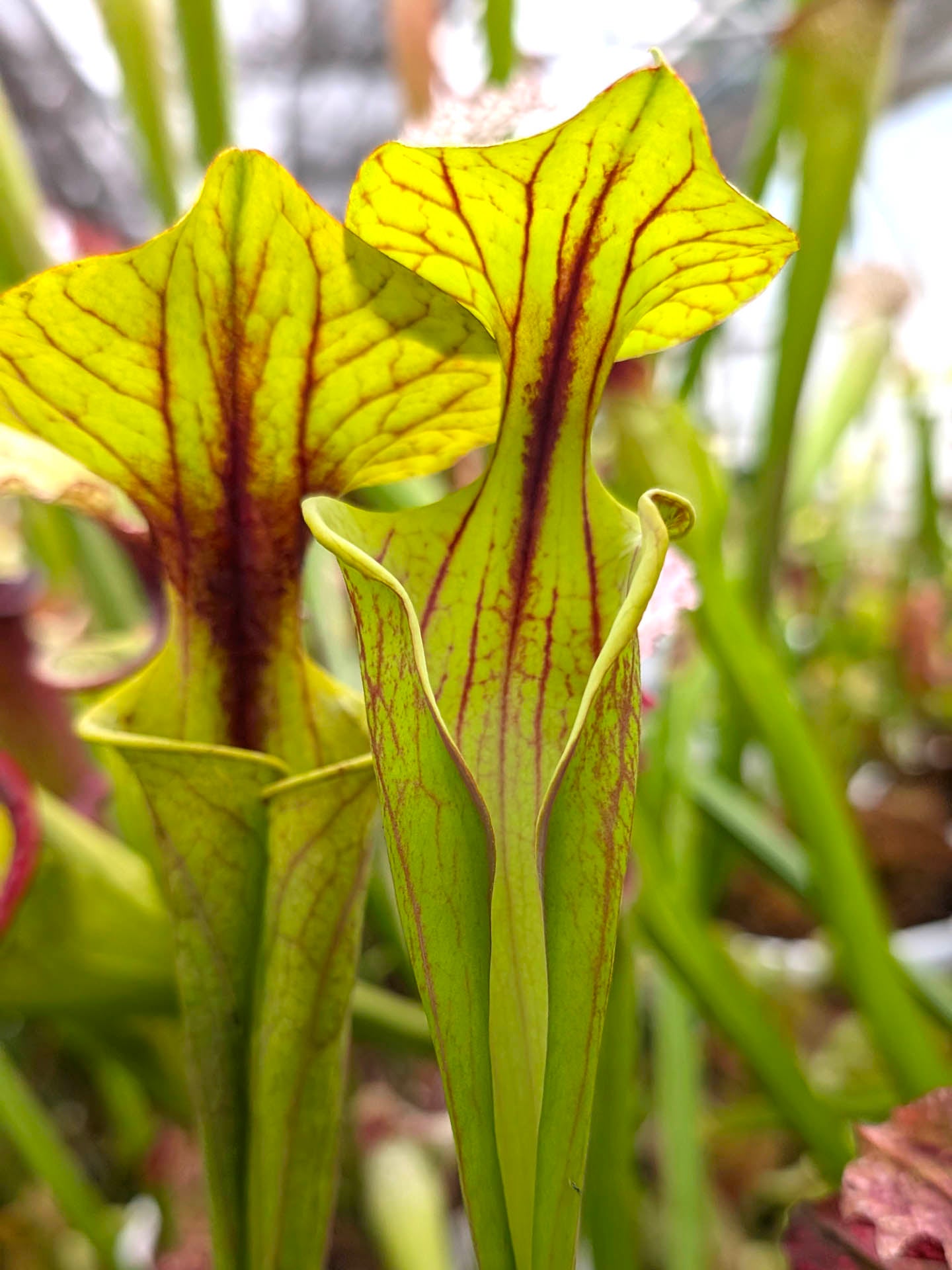 Sarracenia flava var. rubricorpora "Chernobyl" Open Pitchers