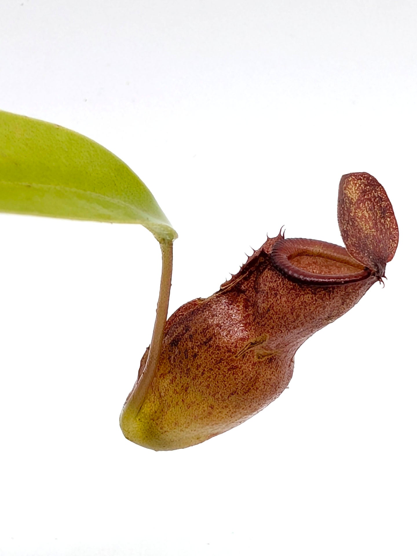Nepenthes flava x inermis
