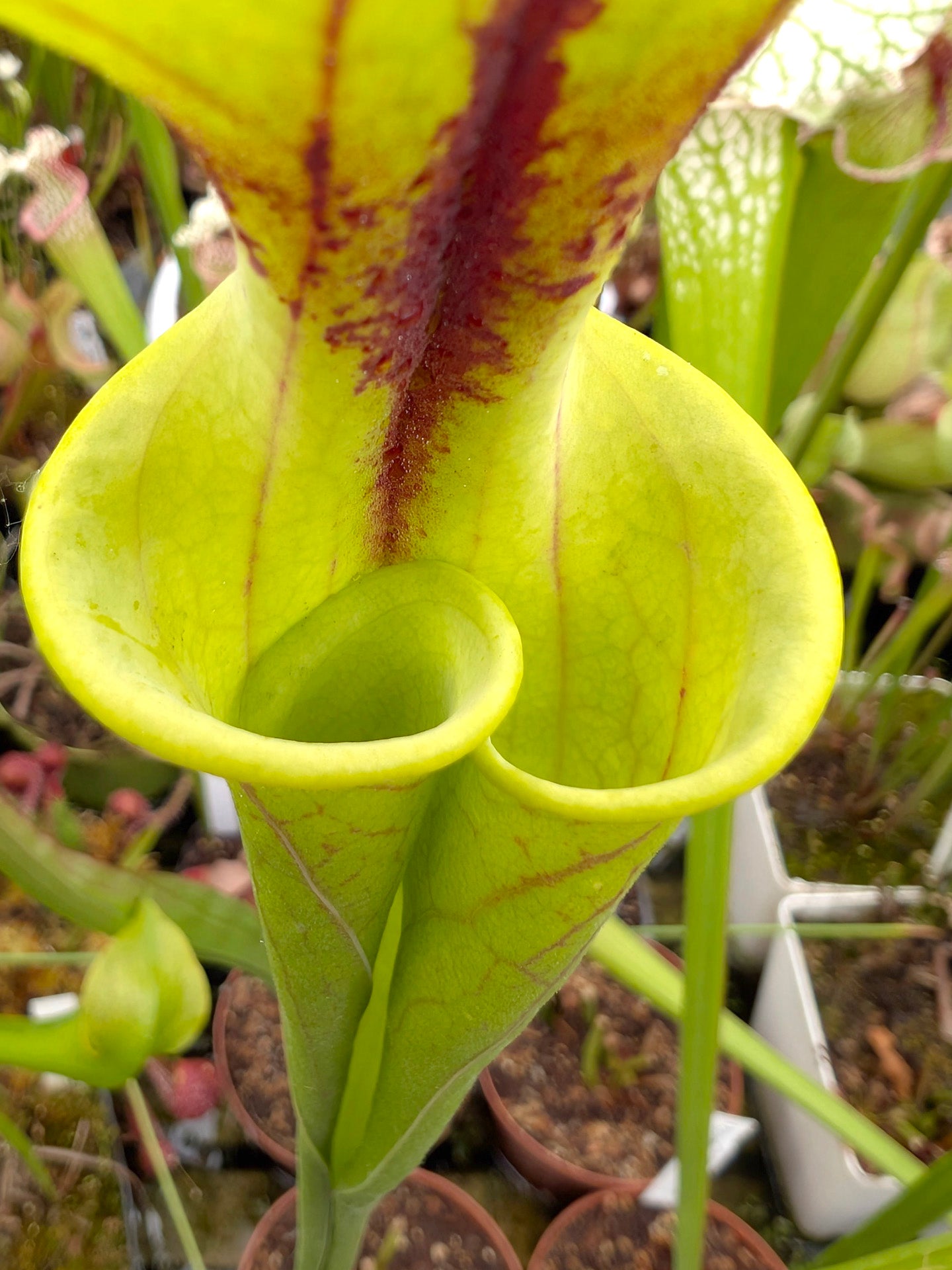 Sarracenia flava var. rubricorpora "Chernobyl" Open Pitchers