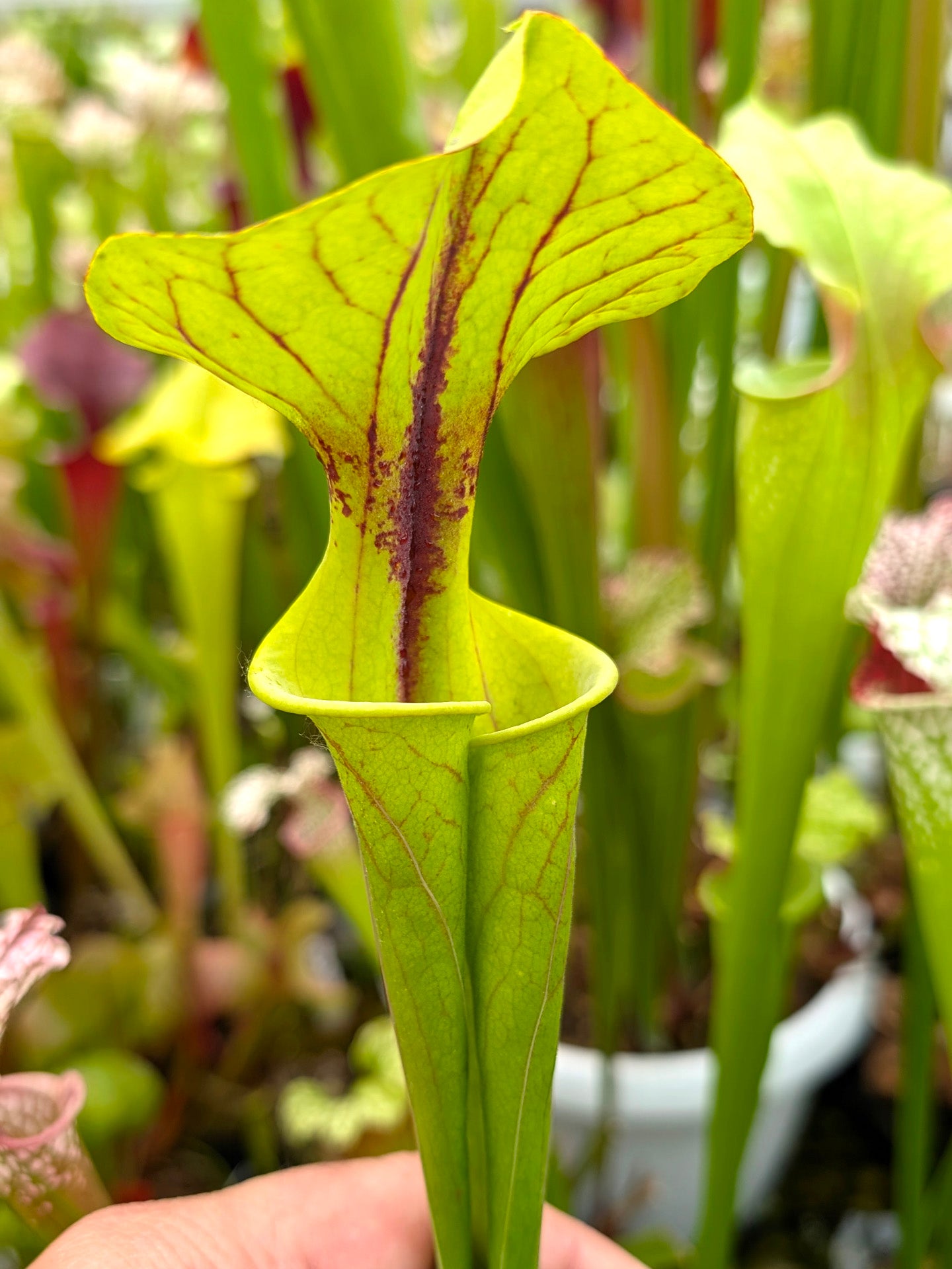 Sarracenia flava var. rubricorpora "Chernobyl" Open Pitchers