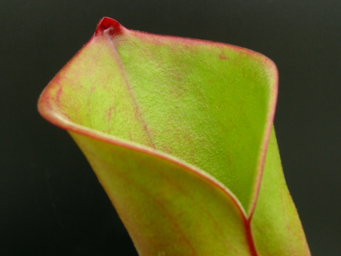 Heliamphora folliculata