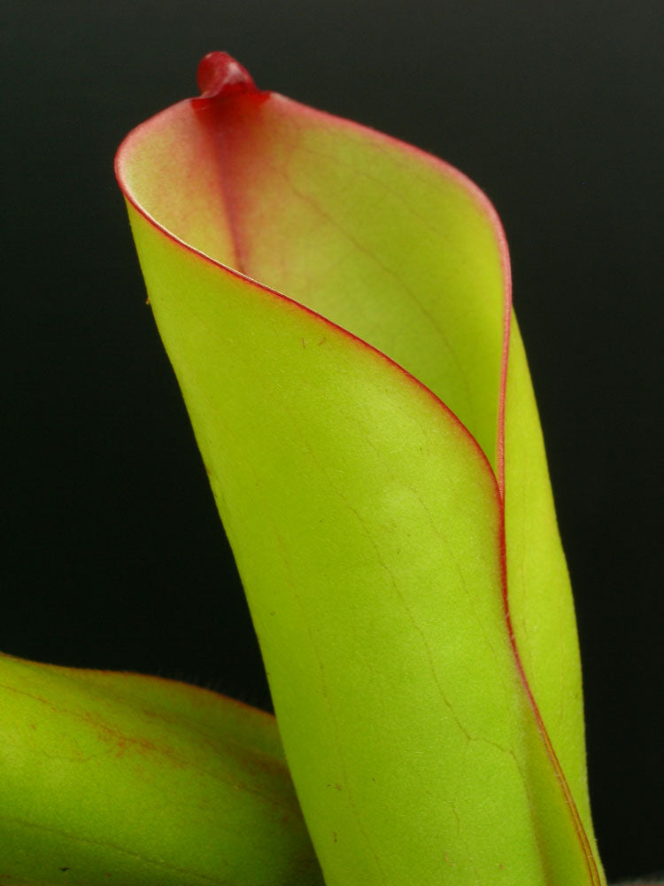 Heliamphora folliculata