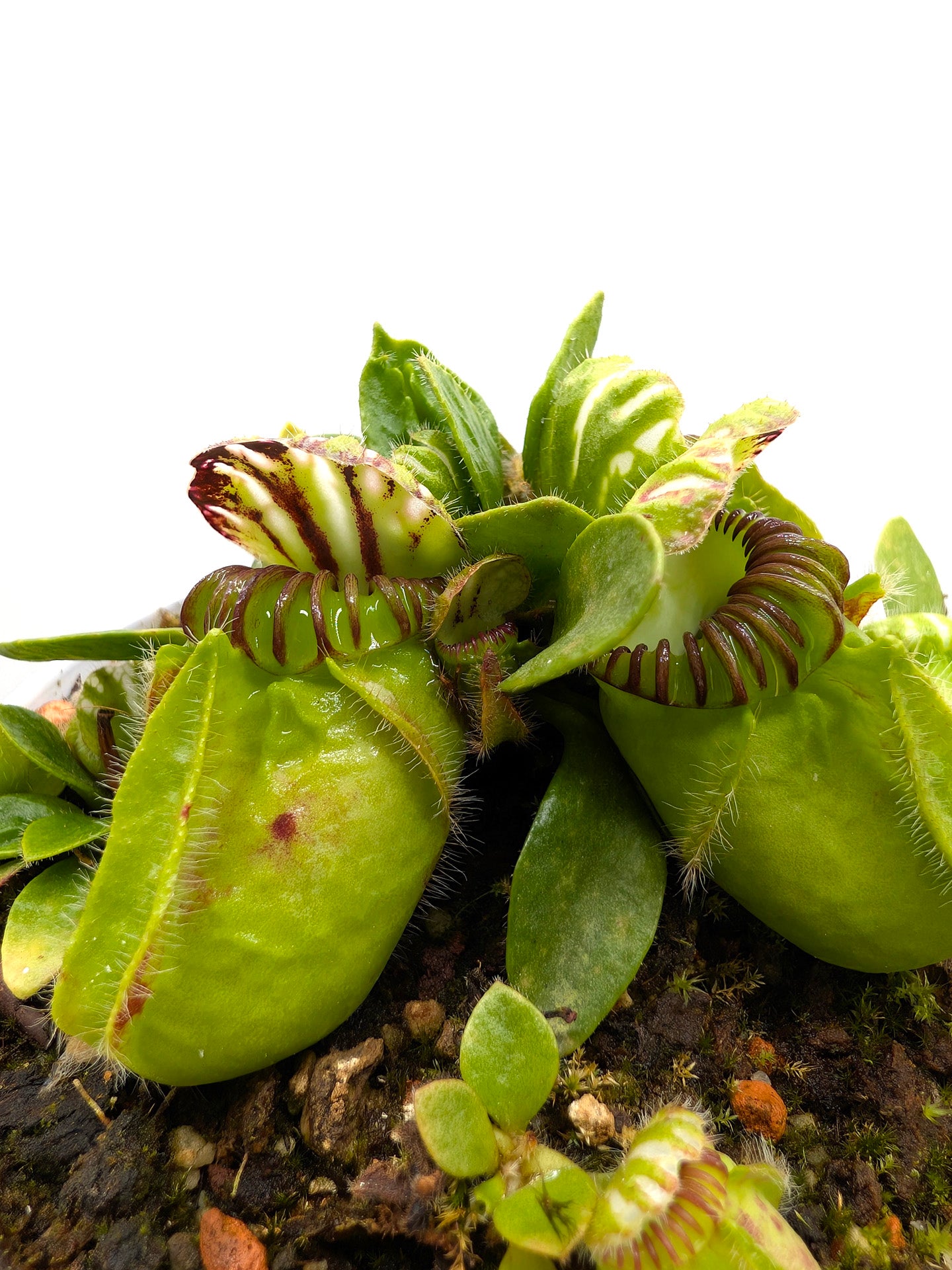 Cephalotus follicularis Frenchman's Bay, AU
