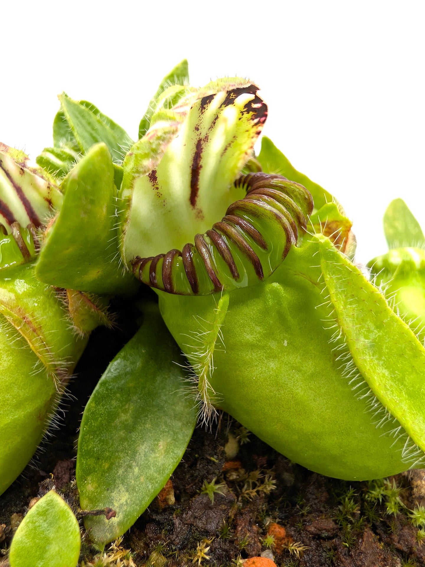 Cephalotus follicularis Frenchman's Bay, AU