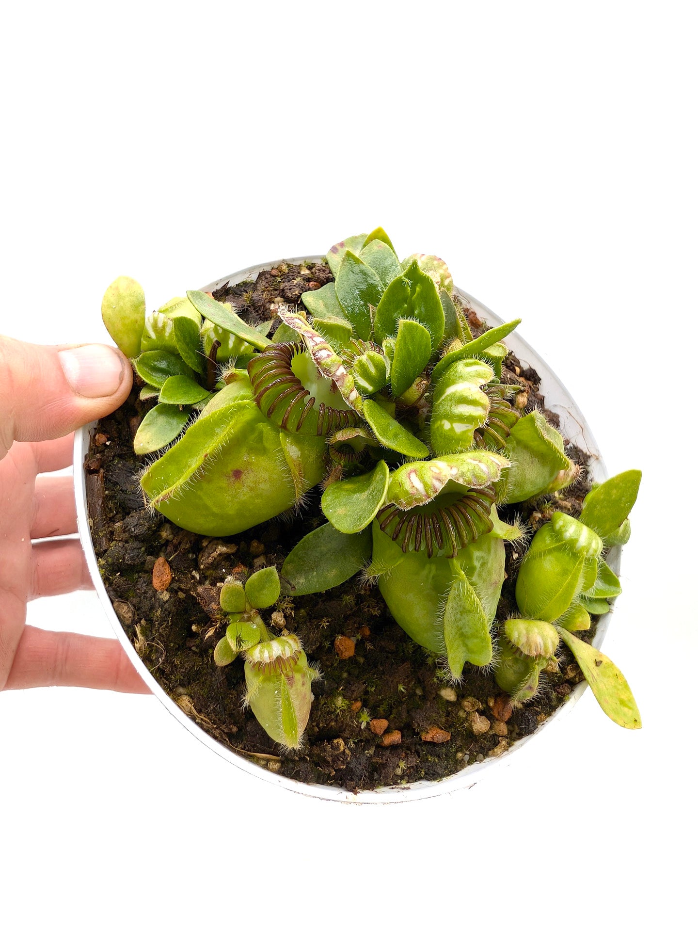 Cephalotus follicularis Frenchman's Bay, AU
