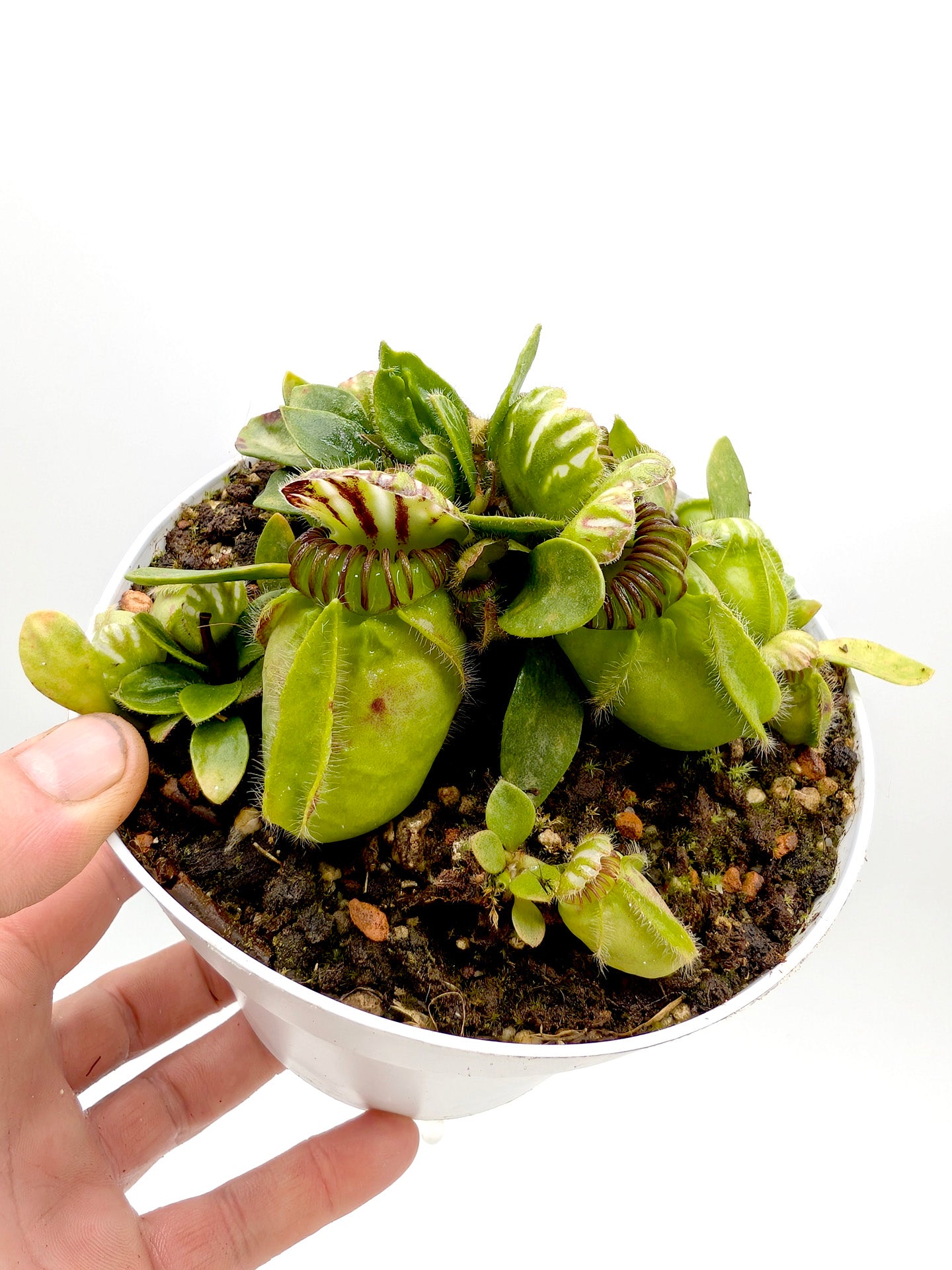 Cephalotus follicularis Frenchman's Bay, AU